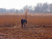 Reed cutting-Rietsnijden
